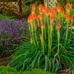 Red Hot Pokers 'Kniphofia'