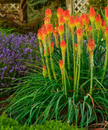 Red Hot Pokers 'Kniphofia'