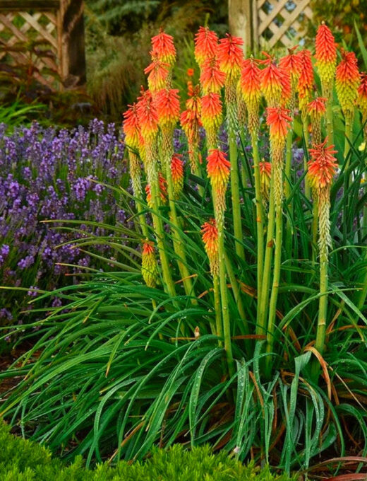 Red Hot Pokers 'Kniphofia'
