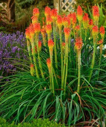 Red Hot Pokers 'Kniphofia'
