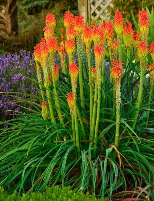 Red Hot Pokers 'Kniphofia'