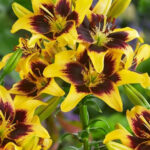Lilium 'Pieton'