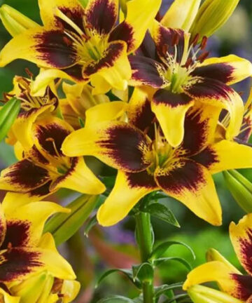 Lilium 'Pieton'