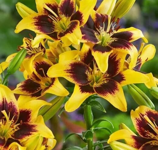 Lilium 'Pieton'