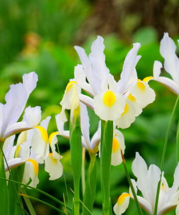 Iris Hollandica 'White Van Vliet'
