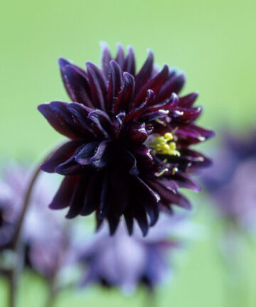 Orlíček 'Black Barlow'