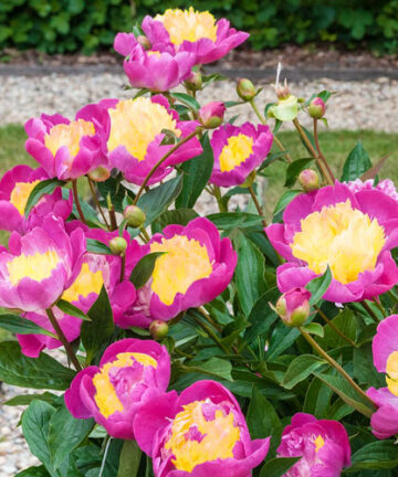 Pivónia Lactiflora 'Bowl of Beauty'