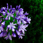 Agapantus 'Blue Giant'