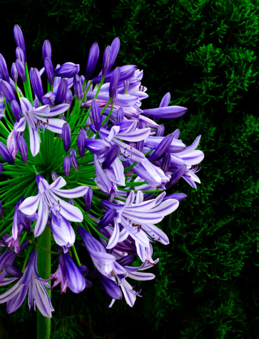 Agapantus 'Blue Giant'