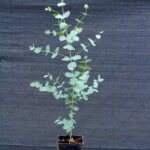 eukalyptus gunnii