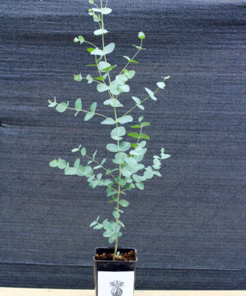 eukalyptus gunnii