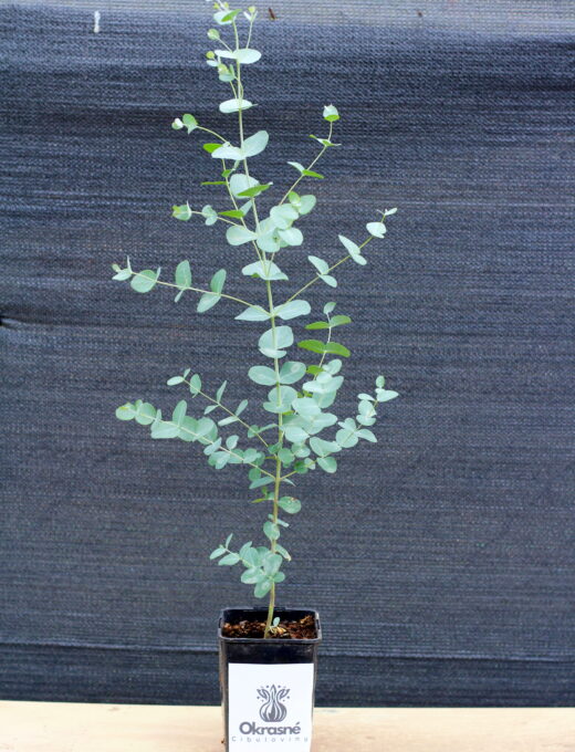 eukalyptus gunnii