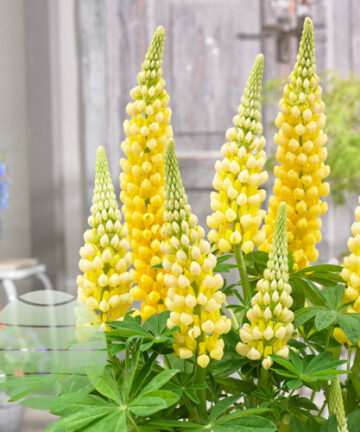 Lupina Žltá 'Lupinus'
