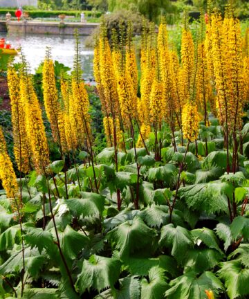 Ligularia stenocephala 'The Rocket'