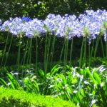 Agapantus 'Blue Giant'