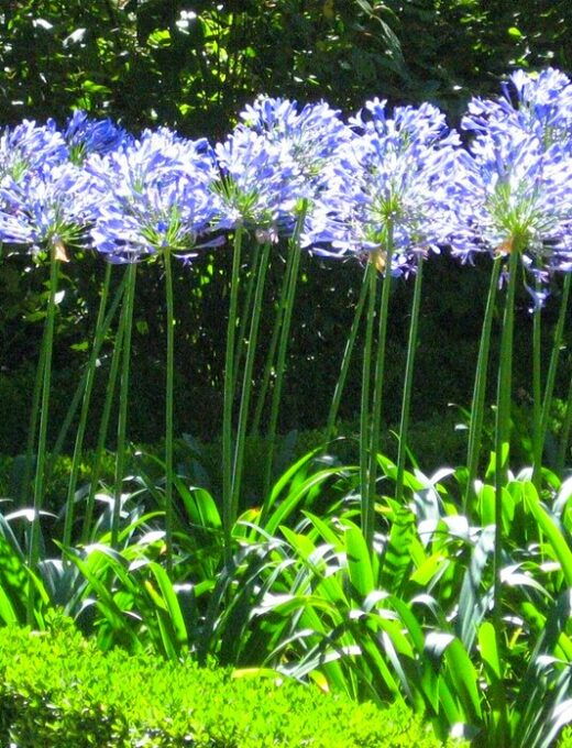Agapantus 'Blue Giant'
