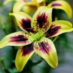 Lilium 'Pieton'