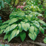 Hosta fortunei