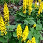 Ligularia stenocephala 'The Rocket'