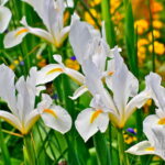 Iris Hollandica 'White Van Vliet'