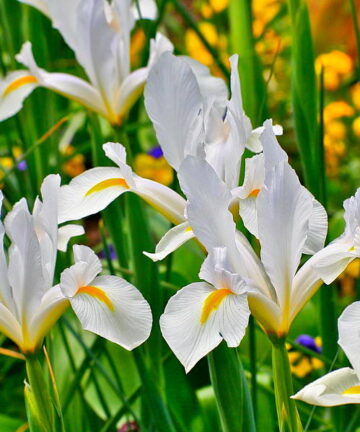 Iris Hollandica 'White Van Vliet'