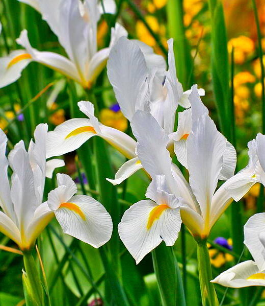 Iris Hollandica 'White Van Vliet'