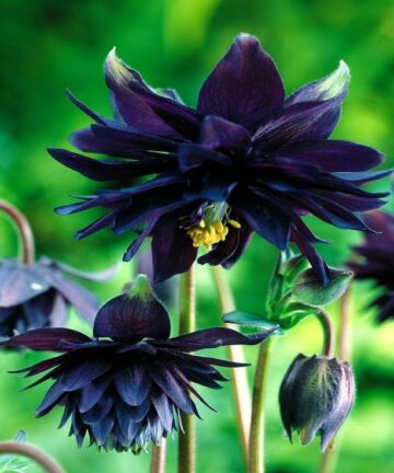 Orlíček 'Black Barlow'
