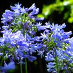 Agapantus 'Blue Giant'