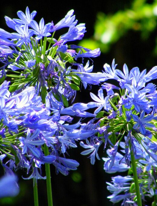Agapantus 'Blue Giant'