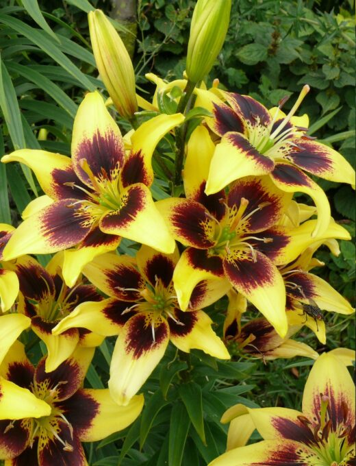 Lilium 'Pieton'