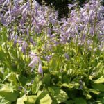 Hosta fortunei