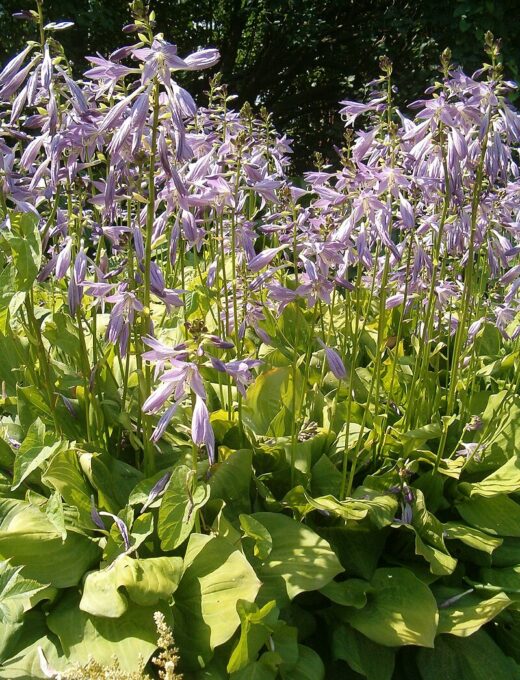 Hosta fortunei