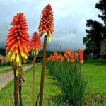 Red Hot Pokers 'Kniphofia'
