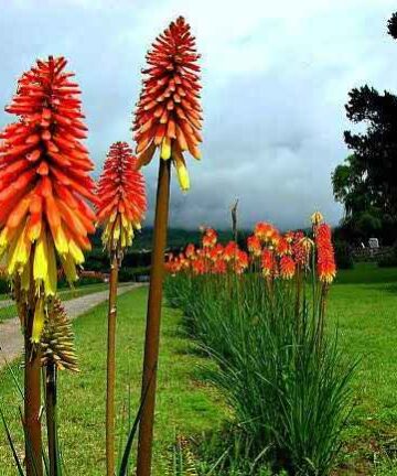 Red Hot Pokers 'Kniphofia'