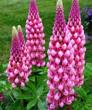Lupina Ružová 'Lupinus'
