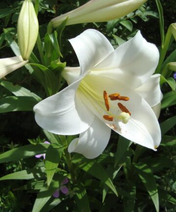 Lalia 'White Triumph'