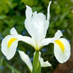 Iris Hollandica 'White Van Vliet'