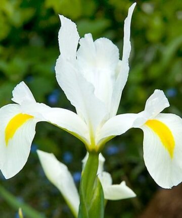 Iris Hollandica 'White Van Vliet'