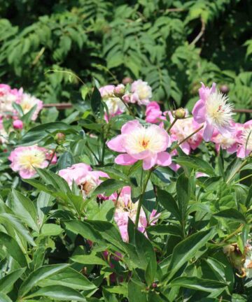 Pivónia Lactiflora 'Bowl of Beauty'