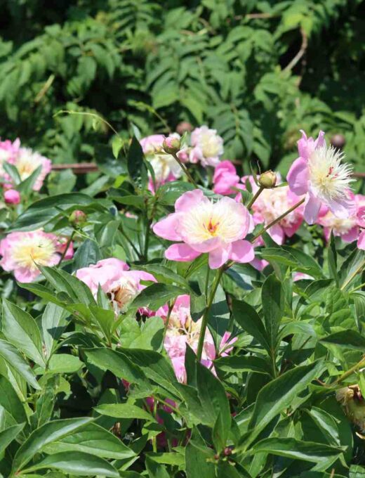 Pivónia Lactiflora 'Bowl of Beauty'