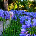Agapantus 'Blue Giant'