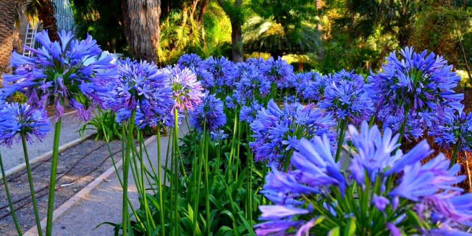 Agapantus 'Blue Giant'