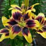 Lilium 'Pieton'