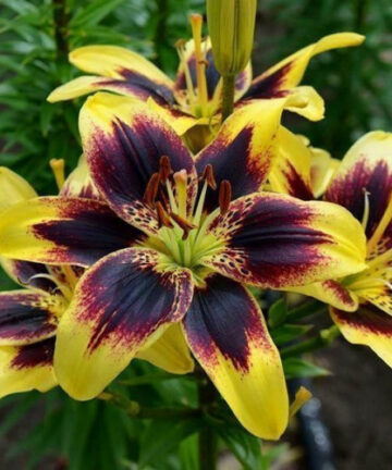 Lilium 'Pieton'