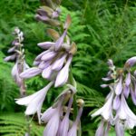 Hosta fortunei
