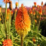 Red Hot Pokers 'Kniphofia'