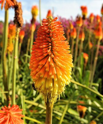 Red Hot Pokers 'Kniphofia'
