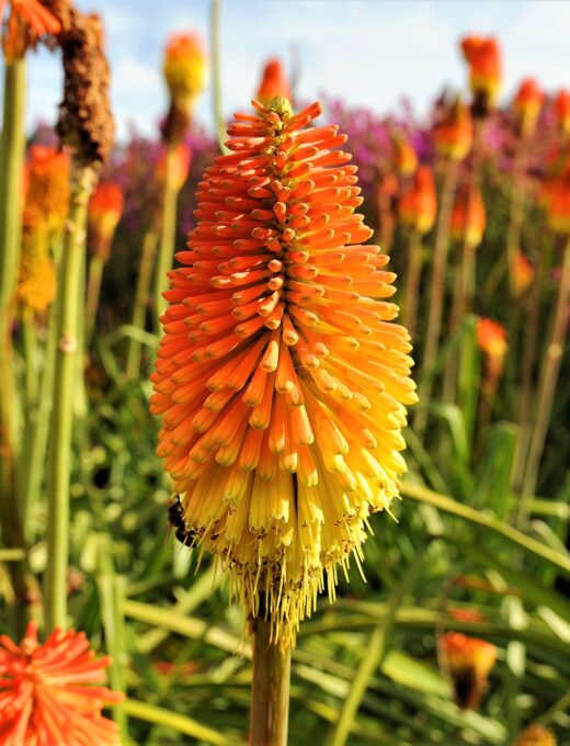 Red Hot Pokers 'Kniphofia'