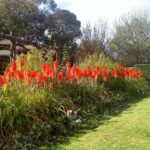 Red Hot Pokers 'Kniphofia'