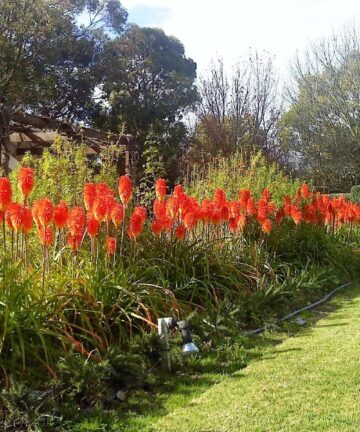 Red Hot Pokers 'Kniphofia'